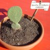 Opuntia microdasys 'carezza'